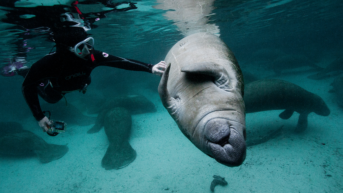 Florida manatee seen underwater