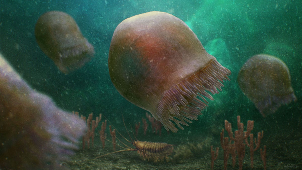Jellyfish fossil found