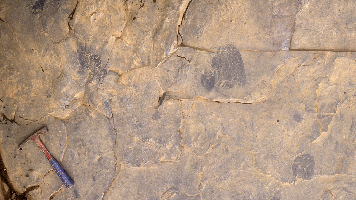 Jellyfish found in rock