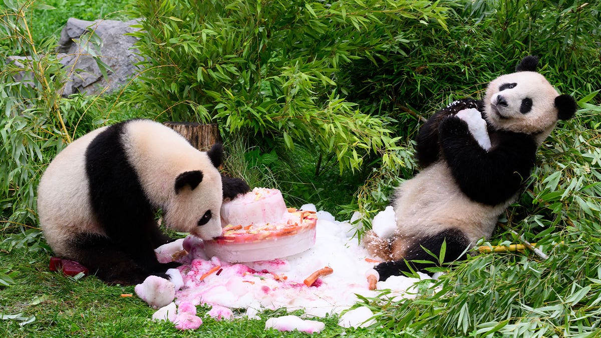 Pandas devour ice cake to celebrate 50 years at National Zoo | AP News