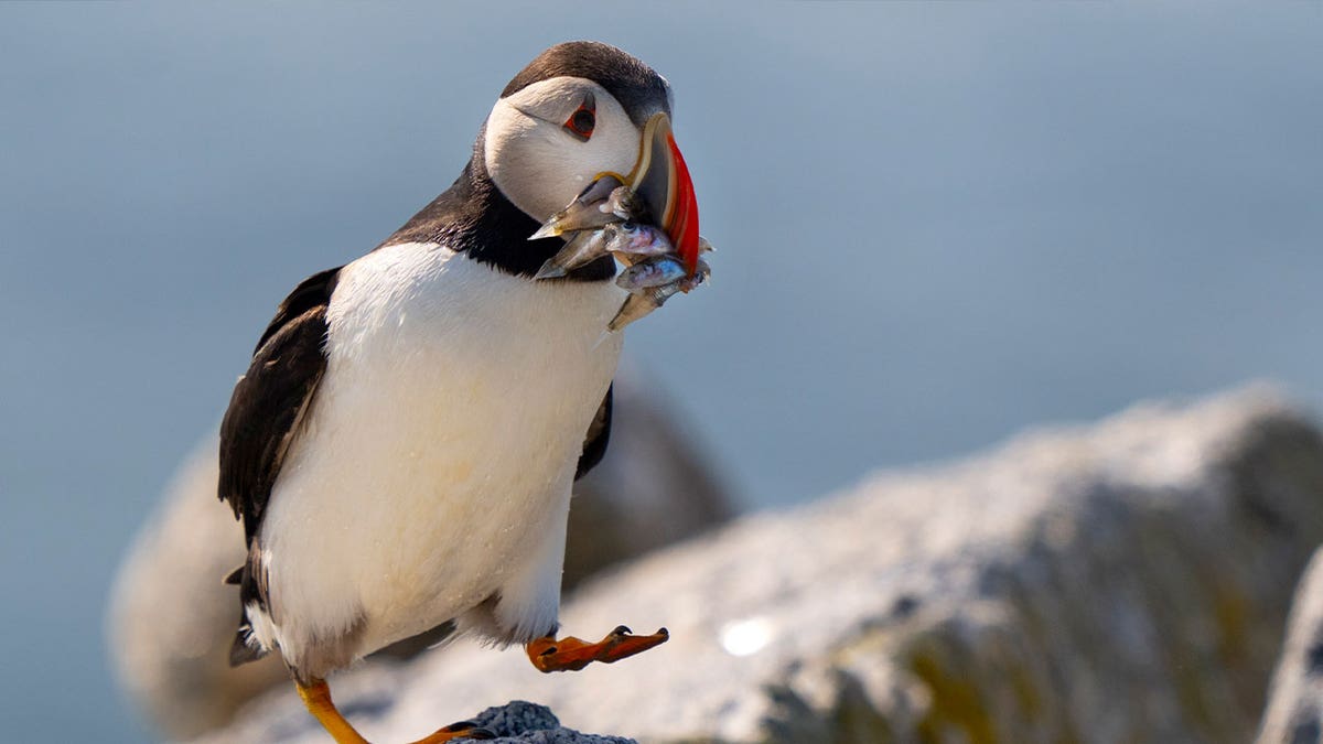 puffin with beak full of fish