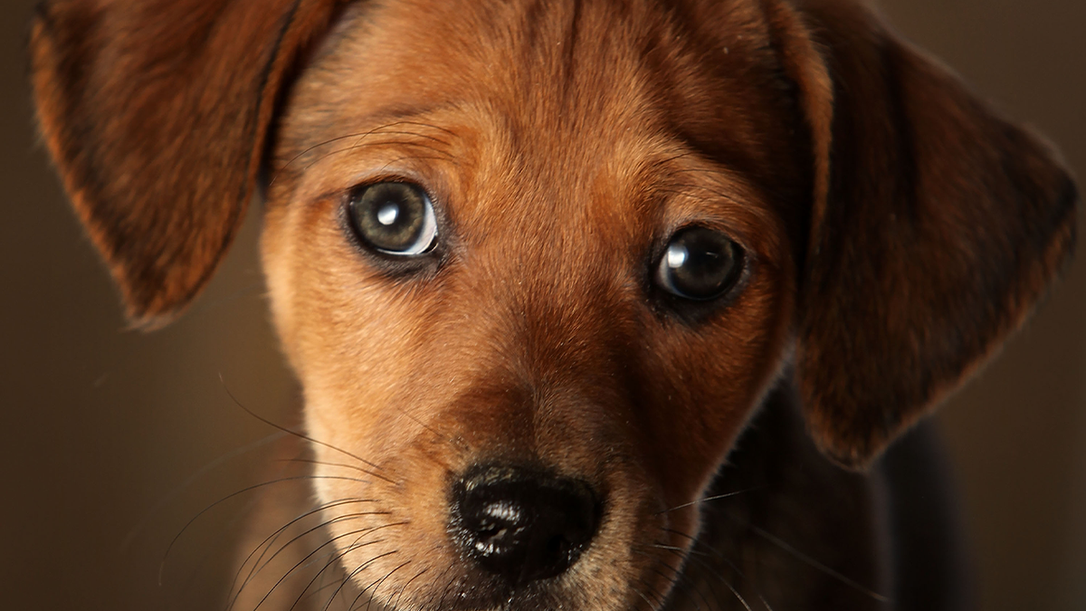 Daschund puppy