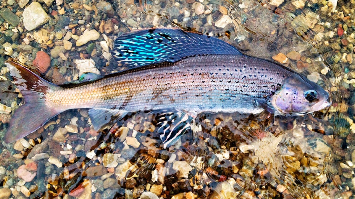 Arctic grayling 