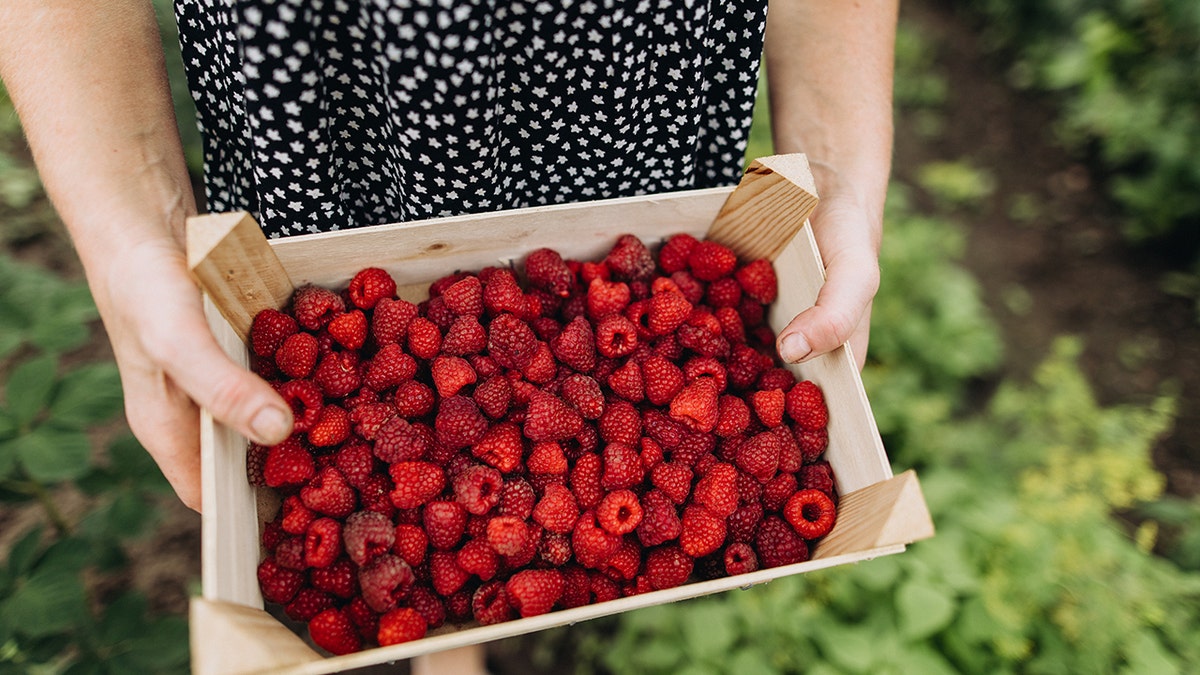 raspberries in a crate, held by woman