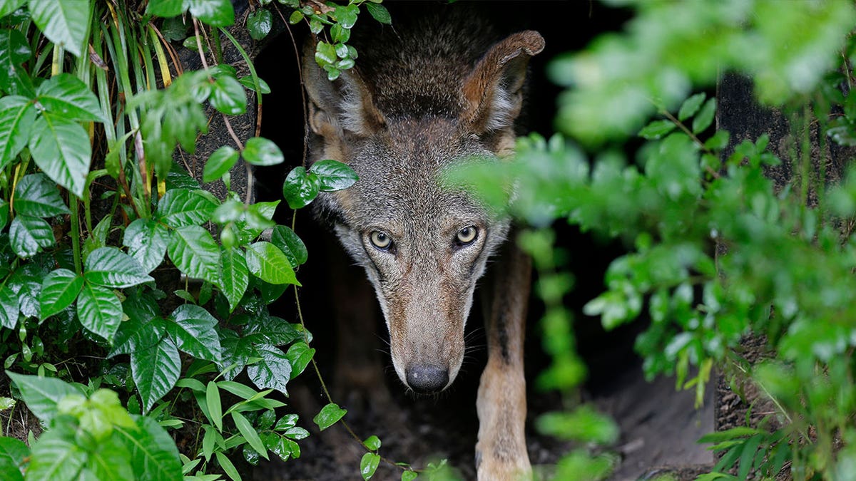 red wolf