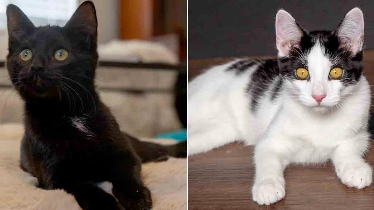 A black cat split with a mostly white cat with black spots. Both cats are very handsome.