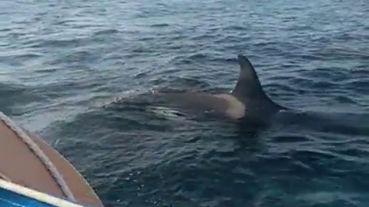 Sailor boat orca