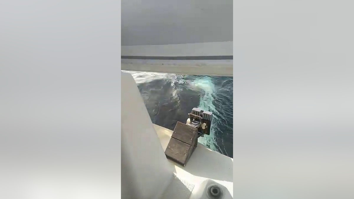 Boat destroyed by orcas