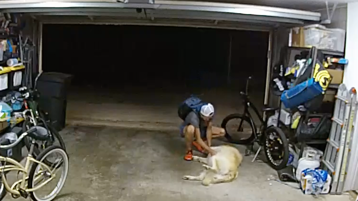 San Diego dog gets belly rub from burglary suspect