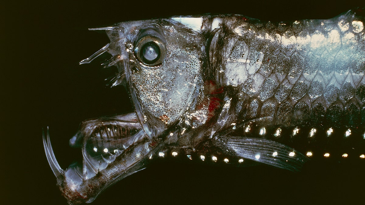 Sloane's viperfish 