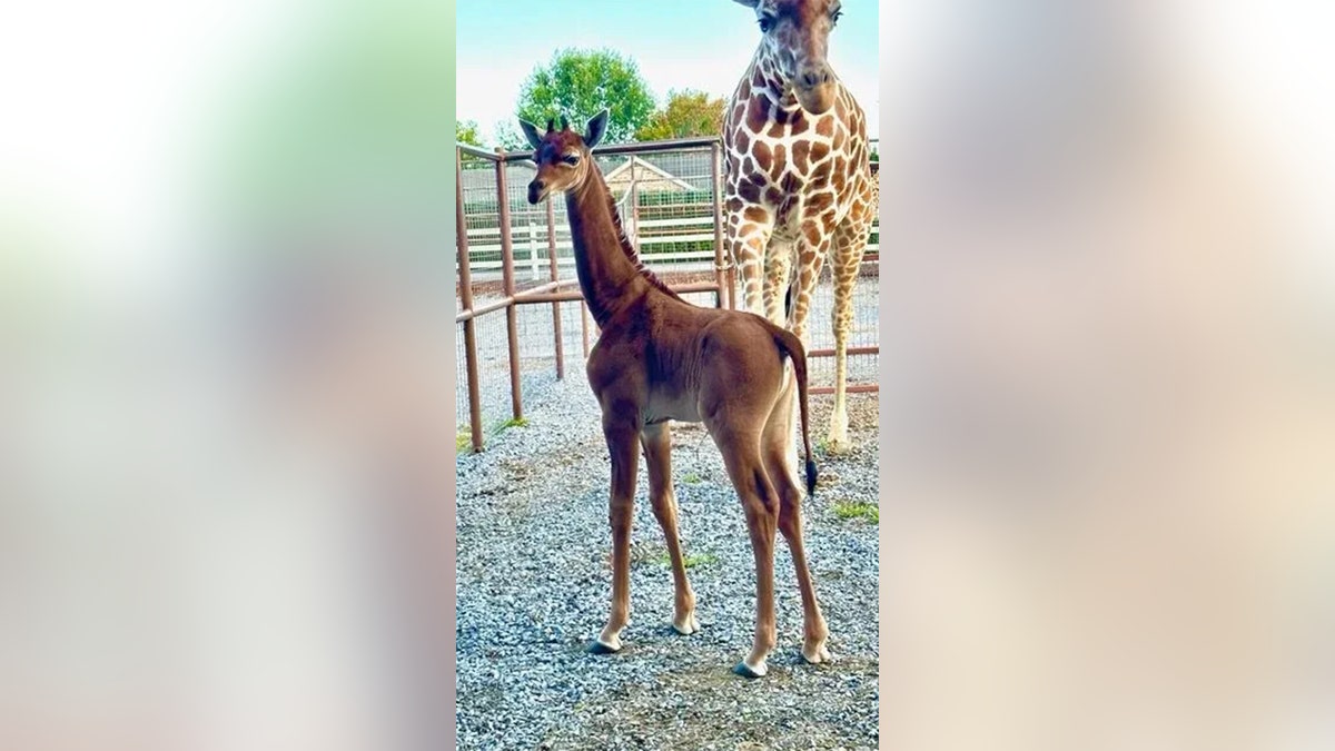 spotless giraffe brights zoo