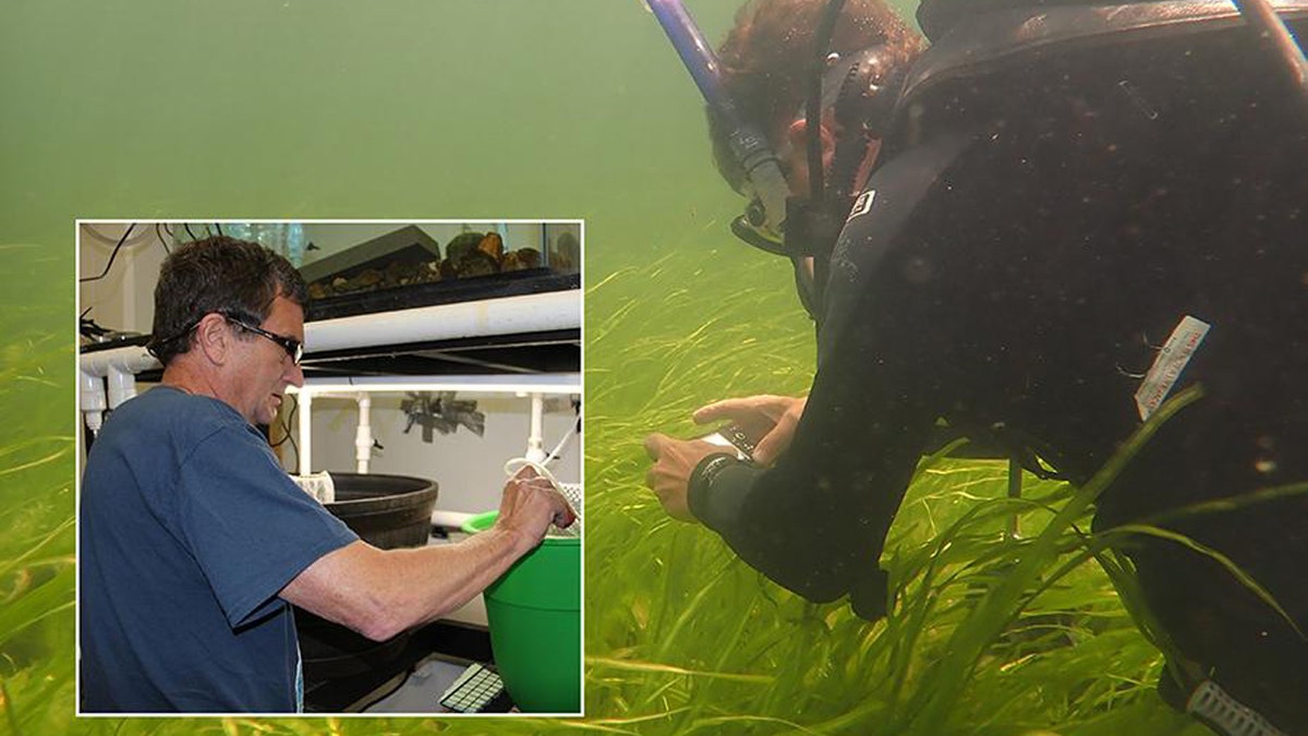 Pennsylvania State University's Jay Stauffer dives for Chesapeake logperch and cultures logperch in lab.