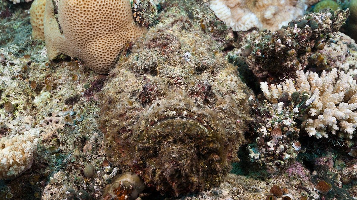 A stonefish in the ocean