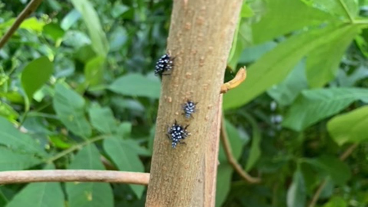 Nymphs – spotted lanternfly in Westchester County