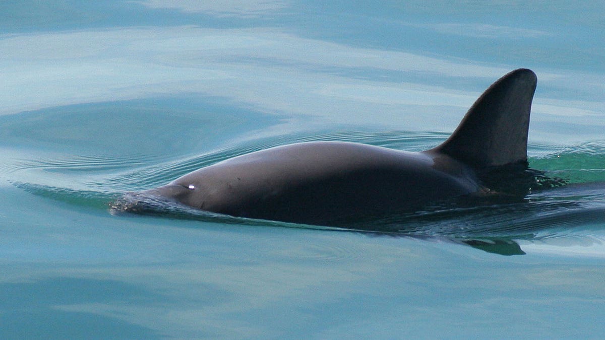 vaquita porpoise swims