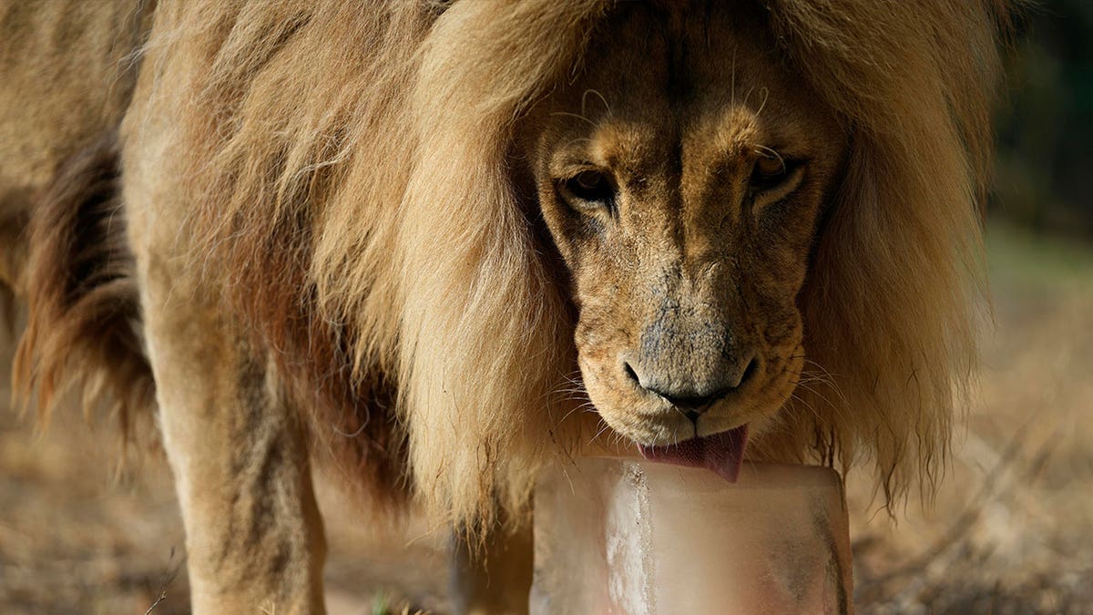 lion licks frozen broth