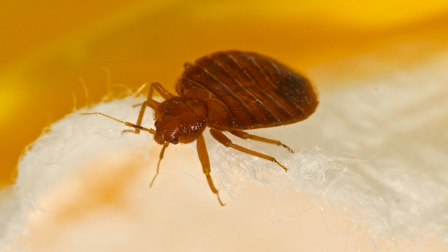 bedbug close up