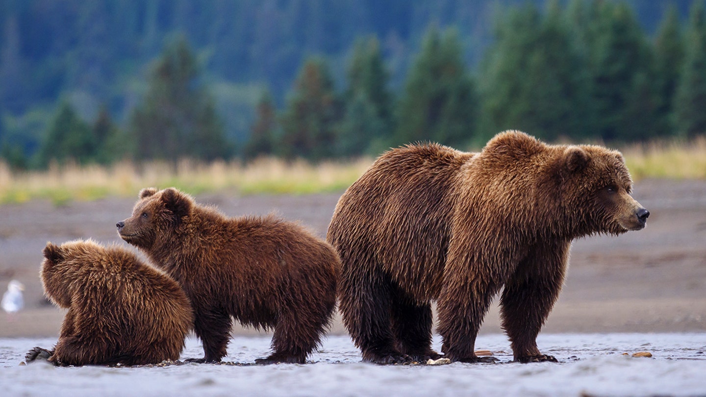 Hunter Attacked by Grizzly Bear in Idaho