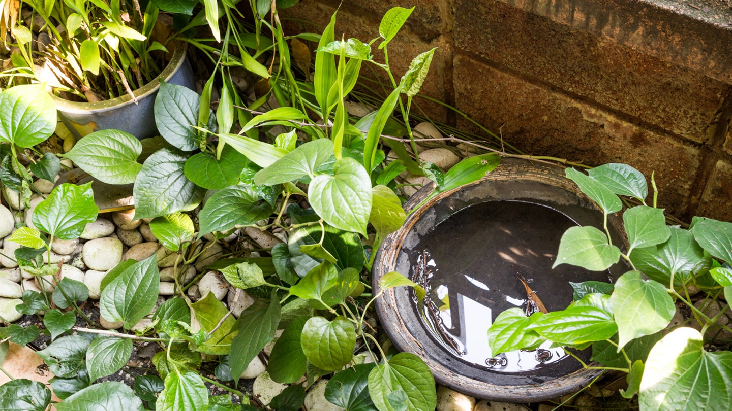 iStock 516032684 mosquito breeding ground stagnant water