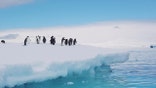Antarctica penguins