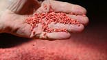 Wheat seeds in Oregon