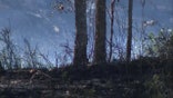 Wildfire