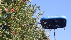 Fruit-picking robots take flight, just when you've seen it all