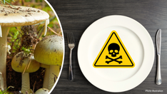 Woman under investigation after poisonous mushroom meal killed her three former in-laws
