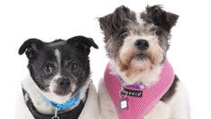 California senior dogs are ‘strongly bonded’ and up for adoption: Meet Rock and Roll