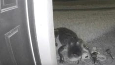 Florida woman's doorbell camera captures moment alligator approaches her front porch