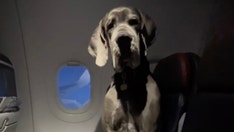 Man shocks airline passengers as his Great Dane flies cross-country, stretches out across two seats
