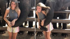 Woman goes viral after she's knocked to the ground while taking photos with elephants in Thailand
