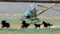 Judge to hear battle over Nevada’s controversial wild horse roundup following dozens of mustang deaths