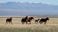 US land managers given deadline to justify Nevada's controversial wild horse roundup program