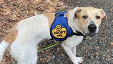 Vermont dog relocated, up for adoption in New Jersey after flooding threatens shelter