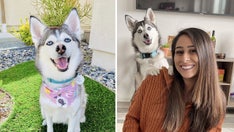 California woman about to give birth teaches dog how to ‘speak’ to husband, ask for food and pampering