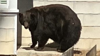 Notorious black bear captured after latest string of home invasions