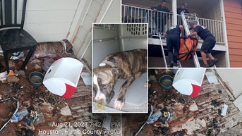 Dog rescued after 'out of town' owner leaves pup on second-story balcony