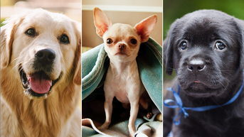 How well do you know the facts about our furry canine friends?