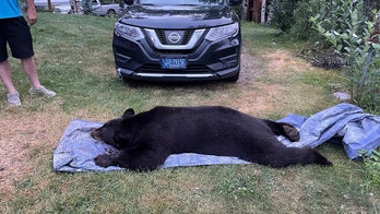 Montana fiancé shoots, kills large black bear found in couple's living room '5 feet away'