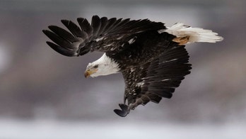 Scientists say Endangered Species Act is as essential as ever after 50 years of success