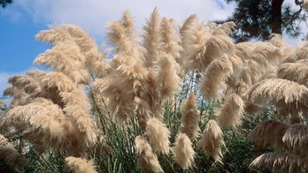 Wildlife official says some plants are more flammable than others: 'No such thing as a fireproof plant'