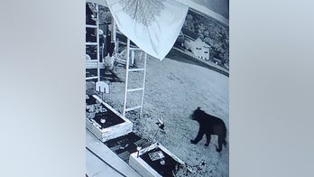 Pennsylvania man attacked by bear after walking into his garage
