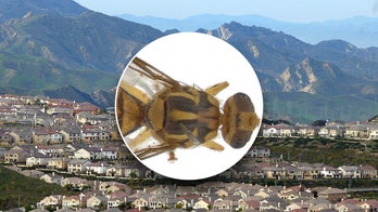 Los Angeles County community under quarantine due to invasive Tau fruit fly