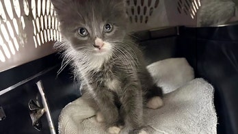 Connecticut police find cat in stolen vehicle linked to 'armed robberies' and are now trying to find its owner