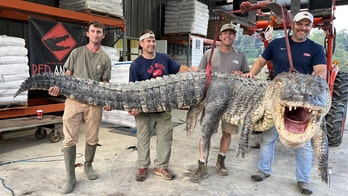 800-pound, 14-foot alligator caught in Mississippi breaks harvest record: 'A lot of leather'