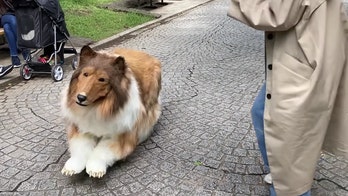 Man spends $14K on realistic collie costume in viral video, lashes out at critics: 'This is my hobby'
