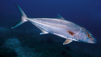In Gulf of Mexico, 2023 recreational fishing season for greater amberjack comes to close