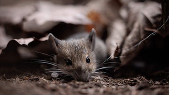 Wisconsin prison continues to battle ongoing mice infestation, according to advocacy group