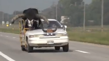 Nebraska man pulled over after massive bull spotted riding shotgun in his car, video shows